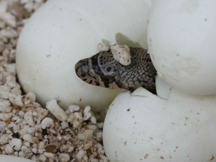 Northern Pine Snake